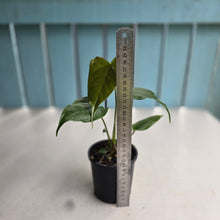 Load image into Gallery viewer, #RD25 Anthurium Veitchii x 'Red'