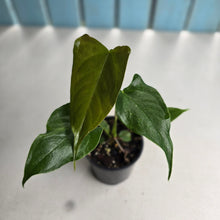 Load image into Gallery viewer, #RD25 Anthurium Veitchii x 'Red'