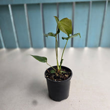 Load image into Gallery viewer, #RD25 Anthurium Veitchii x 'Red'