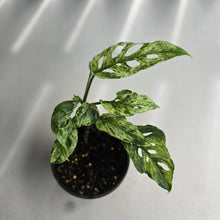 Load image into Gallery viewer, #D118 Variegated Monstera Adansonii Mint