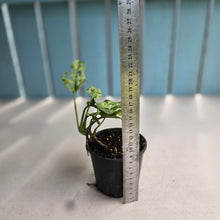 Load image into Gallery viewer, #D118 Variegated Monstera Adansonii Mint