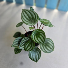 Load image into Gallery viewer, #RB1 Watermelon Peperomia