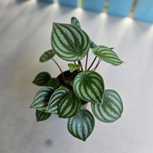 Load image into Gallery viewer, #RB1 Watermelon Peperomia
