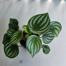 Load image into Gallery viewer, #RB1 Watermelon Peperomia