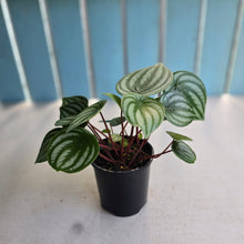 Load image into Gallery viewer, #RB1 Watermelon Peperomia