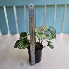Load image into Gallery viewer, #RB1 Watermelon Peperomia