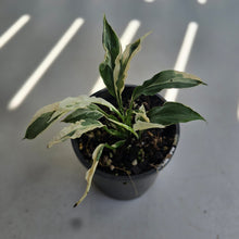 Load image into Gallery viewer, #R8 Spathiphyllum 'Monet' - Miniature