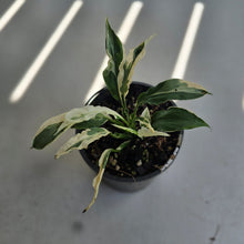 Load image into Gallery viewer, #R8 Spathiphyllum 'Monet' - Miniature