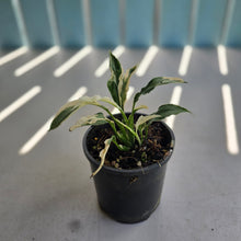 Load image into Gallery viewer, #R8 Spathiphyllum 'Monet' - Miniature