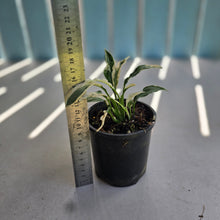 Load image into Gallery viewer, #R8 Spathiphyllum 'Monet' - Miniature