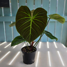 Load image into Gallery viewer, #RJ Large Philodendron El Choco