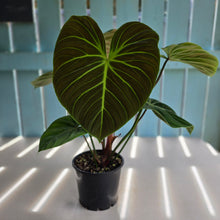 Load image into Gallery viewer, #RJ Large Philodendron El Choco