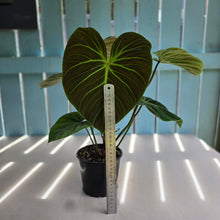 Load image into Gallery viewer, #RJ Large Philodendron El Choco