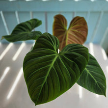 Load image into Gallery viewer, #RJ Large Philodendron El Choco