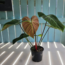 Load image into Gallery viewer, #RJ Large Philodendron El Choco