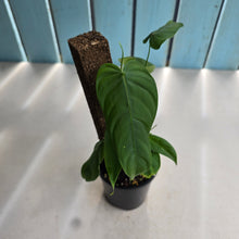 Load image into Gallery viewer, #RB11 Two x Headed Philodendron Sharoniae