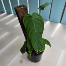 Load image into Gallery viewer, #RB11 Two x Headed Philodendron Sharoniae