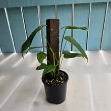 Load image into Gallery viewer, #RB11 Two x Headed Philodendron Sharoniae