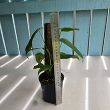 Load image into Gallery viewer, #RB11 Two x Headed Philodendron Sharoniae