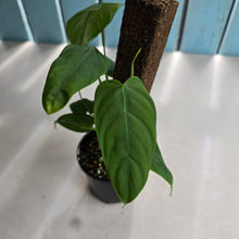 Load image into Gallery viewer, #RB11 Two x Headed Philodendron Sharoniae
