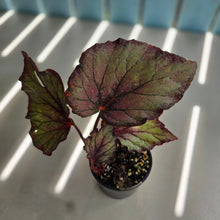 Load image into Gallery viewer, #RD1 Begonia Sugar Plum Fairy