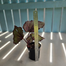 Load image into Gallery viewer, #RD1 Begonia Sugar Plum Fairy