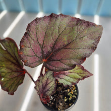 Load image into Gallery viewer, #RD1 Begonia Sugar Plum Fairy