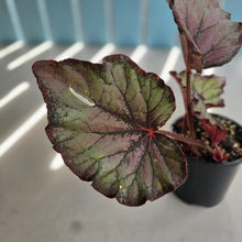 Load image into Gallery viewer, #RD1 Begonia Sugar Plum Fairy