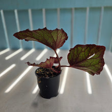Load image into Gallery viewer, #RD1 Begonia Sugar Plum Fairy