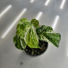Load image into Gallery viewer, #R7 Two x Headed Variegated Amydrium Medium