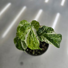 Load image into Gallery viewer, #R7 Two x Headed Variegated Amydrium Medium