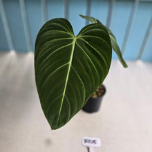 Load image into Gallery viewer, #R105 Philodendron Glorious