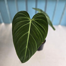 Load image into Gallery viewer, #R105 Philodendron Glorious