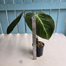 Load image into Gallery viewer, #R105 Philodendron Glorious