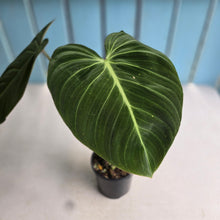 Load image into Gallery viewer, #R105 Philodendron Glorious