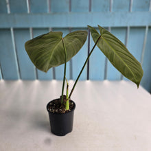 Load image into Gallery viewer, #R105 Philodendron Glorious