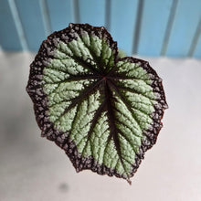 Load image into Gallery viewer, #RD34 Begonia Fireworks