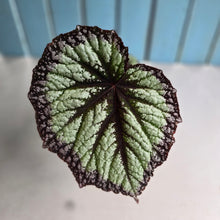 Load image into Gallery viewer, #RD34 Begonia Fireworks