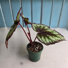 Load image into Gallery viewer, #RD34 Begonia Fireworks