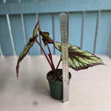 Load image into Gallery viewer, #RD34 Begonia Fireworks