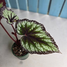 Load image into Gallery viewer, #RD34 Begonia Fireworks