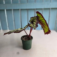 Load image into Gallery viewer, #RD34 Begonia Fireworks