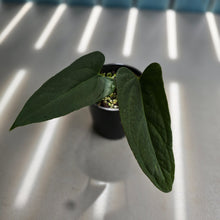 Load image into Gallery viewer, #R30 Long, Narrow Anthurium NOID