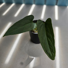 Load image into Gallery viewer, #R30 Long, Narrow Anthurium NOID