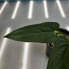 Load image into Gallery viewer, #R30 Long, Narrow Anthurium NOID