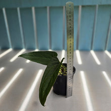 Load image into Gallery viewer, #R30 Long, Narrow Anthurium NOID