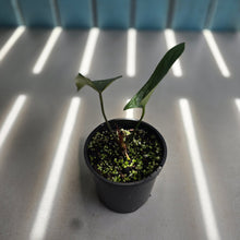 Load image into Gallery viewer, #R30 Long, Narrow Anthurium NOID