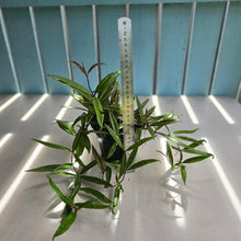 Load image into Gallery viewer, #B43 Medinilla Quadrifolia
