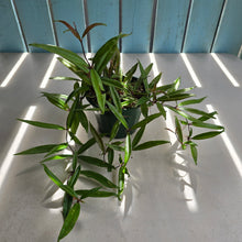 Load image into Gallery viewer, #B43 Medinilla Quadrifolia