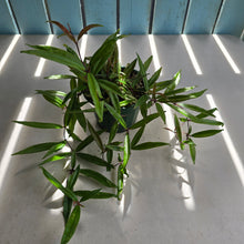Load image into Gallery viewer, #B43 Medinilla Quadrifolia